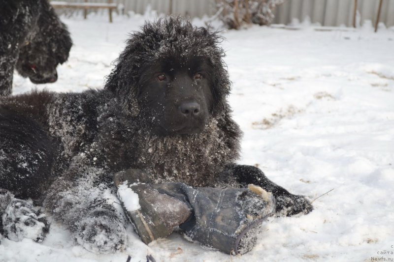 Фото: ньюфаундленд Талисман Моря Мишель