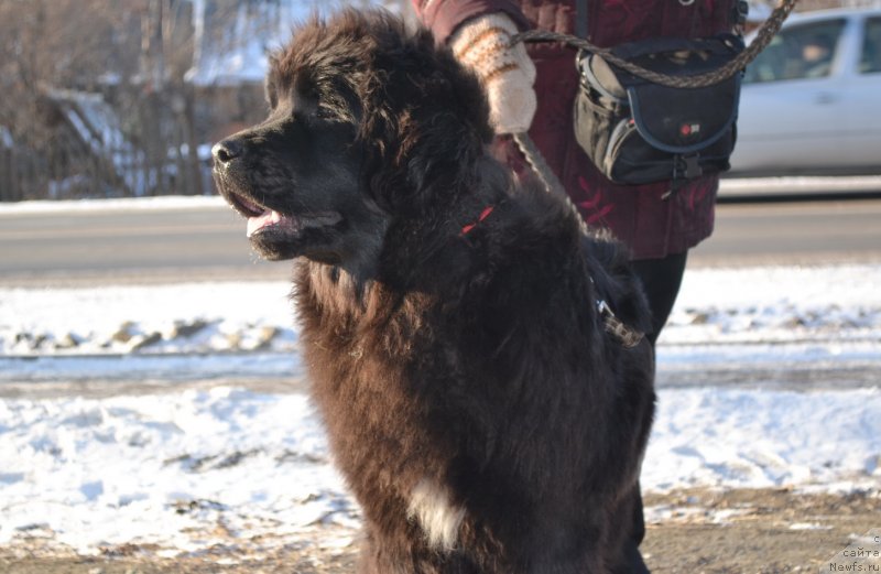 Фото: ньюфаундленд Талисман Моря Мишель