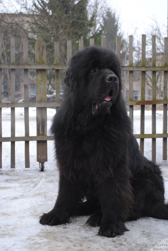 Фото: ньюфаундленд Сент Джонс Убертино (Sent Djons Ubertino)