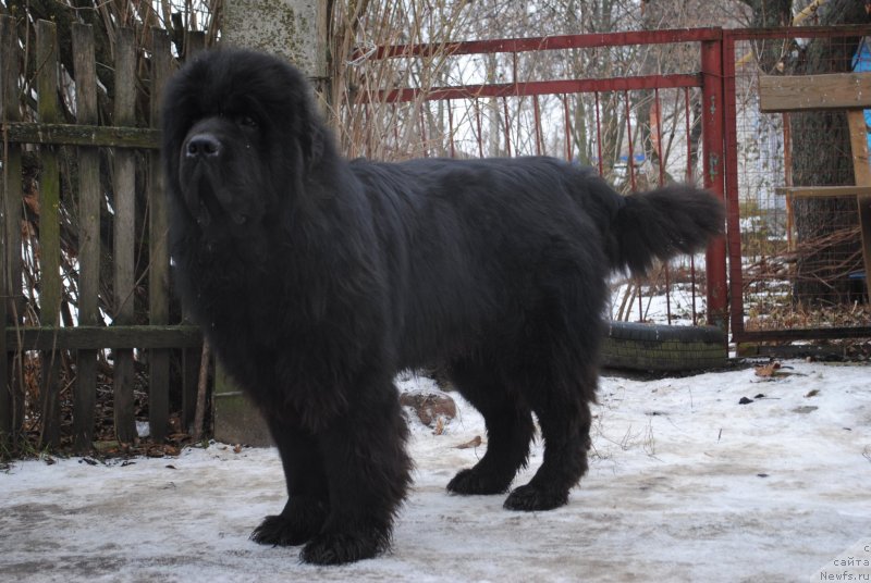 Фото: ньюфаундленд Сент Джонс Убертино (Sent Djons Ubertino)