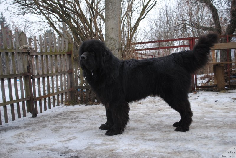 Фото: ньюфаундленд Сент Джонс Убертино (Sent Djons Ubertino)