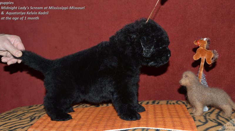 Фото: ньюфаундленд Акватория Келвин Кадриль (Aquatoriya Kelvin Kadril)