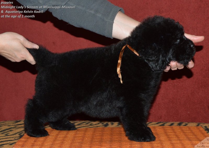 Фото: ньюфаундленд Акватория Келвин Кадриль (Aquatoriya Kelvin Kadril)