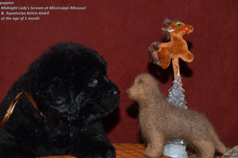 Фото: ньюфаундленд Акватория Келвин Кадриль (Aquatoriya Kelvin Kadril)