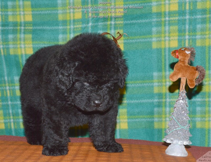 Фото: ньюфаундленд Акватория Келвин Кадриль (Aquatoriya Kelvin Kadril)