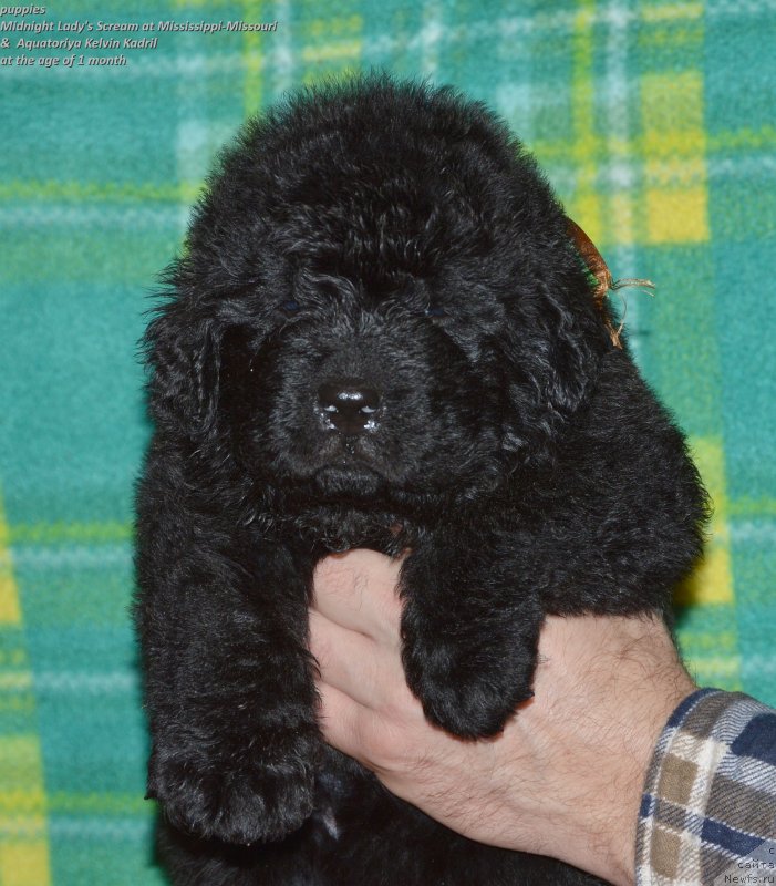 Фото: ньюфаундленд Акватория Келвин Кадриль (Aquatoriya Kelvin Kadril)