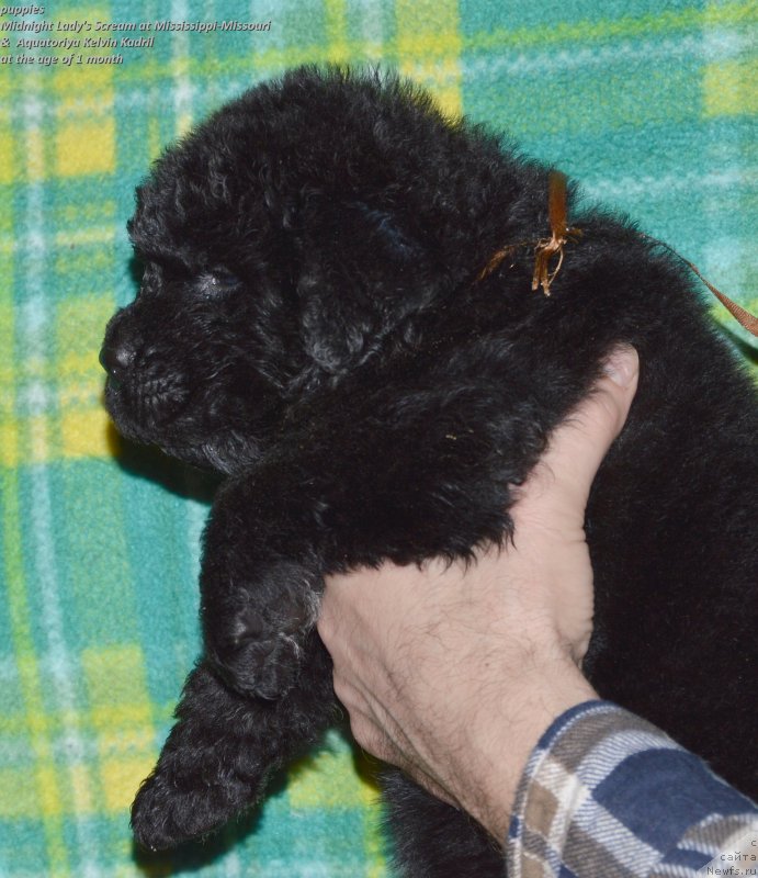 Фото: ньюфаундленд Акватория Келвин Кадриль (Aquatoriya Kelvin Kadril)