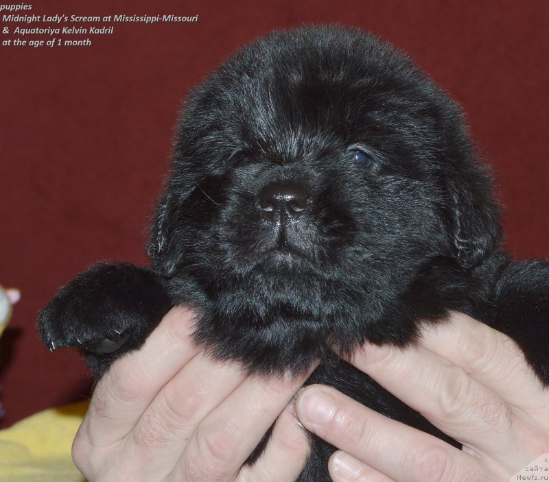 Фото: ньюфаундленд Акватория Келвин Кадриль (Aquatoriya Kelvin Kadril)