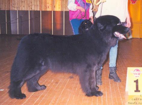 Фото: ньюфаундленд Кира Дея