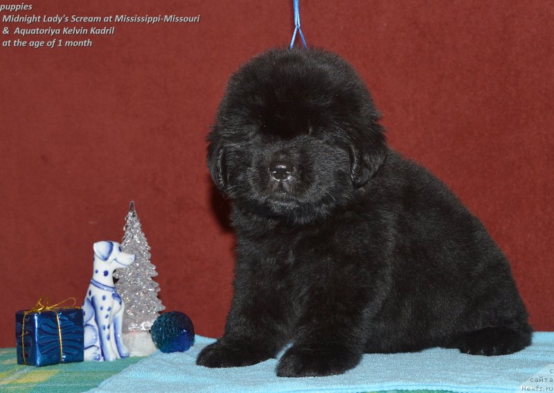 Фото: ньюфаундленд Акватория Келвин Кадриль (Aquatoriya Kelvin Kadril)