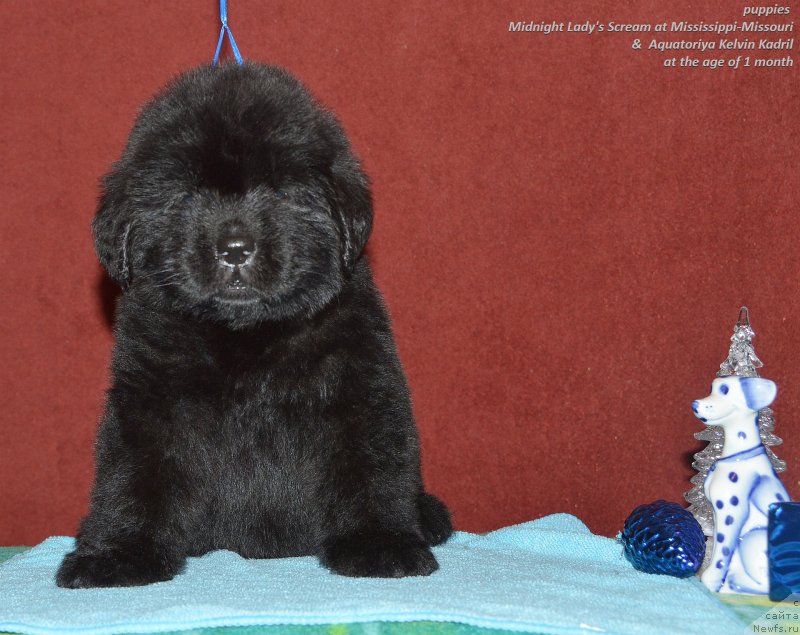 Фото: ньюфаундленд Акватория Келвин Кадриль (Aquatoriya Kelvin Kadril)