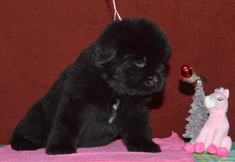 Фото: ньюфаундленд Акватория Келвин Кадриль (Aquatoriya Kelvin Kadril)