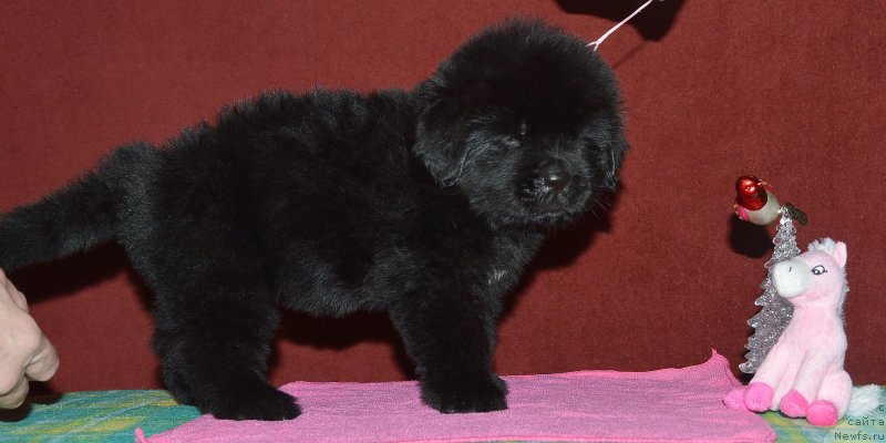 Фото: ньюфаундленд Акватория Келвин Кадриль (Aquatoriya Kelvin Kadril)