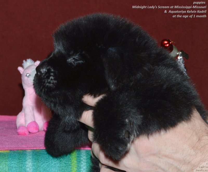 Фото: ньюфаундленд Акватория Келвин Кадриль (Aquatoriya Kelvin Kadril)