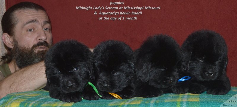 Фото: ньюфаундленд Акватория Келвин Кадриль (Aquatoriya Kelvin Kadril), Александр Жаков