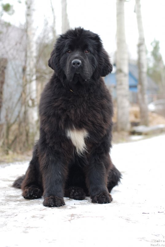 Фотография № 143118