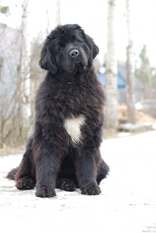 Фото: ньюфаундленд Флюфи Аваланч Ябба-Дабба-Доо (Fluffy Avalanch Yabba-Dabba-Doo)