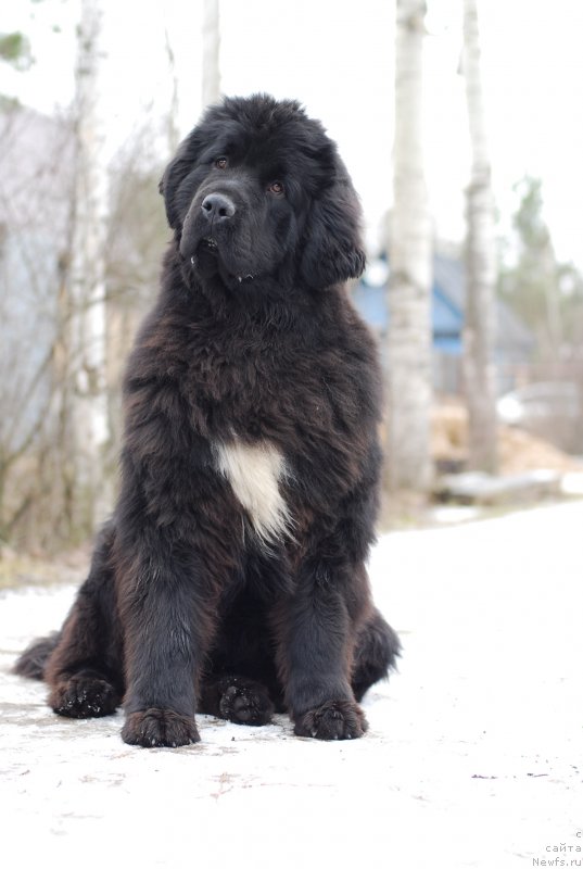 Фото: ньюфаундленд Флюфи Аваланч Ябба-Дабба-Доо (Fluffy Avalanch Yabba-Dabba-Doo)