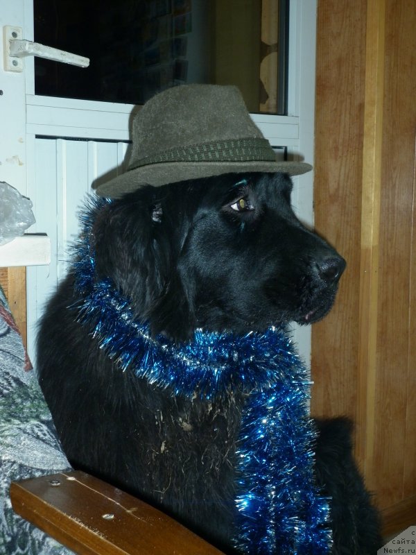 Фото: Татьяна Тихонова, ньюфаундленд Celesta Sozvezdie Istini