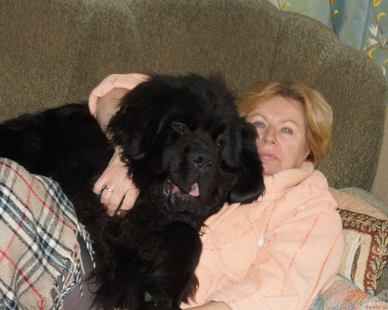 Фото: ньюфаундленд Сент Джонс Жискар Д'Эстен Эдмон (Sent Djons Zhiscar D'Estaing Edmon), Ирина Григорьева