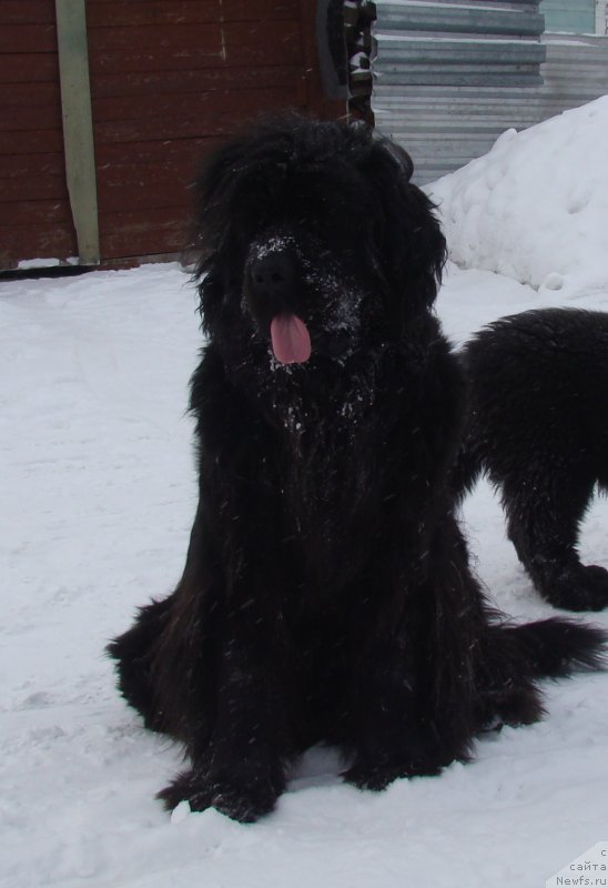 Фото: ньюфаундленд Обаятельная Леди от Ласкового Дельфина