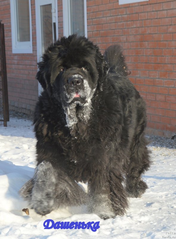 Фото: ньюфаундленд Супер Премиум Голд Кисс (Super Premium Gold Kis)