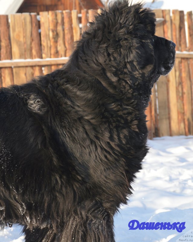 Фото: ньюфаундленд Супер Премиум Голд Кисс (Super Premium Gold Kis)