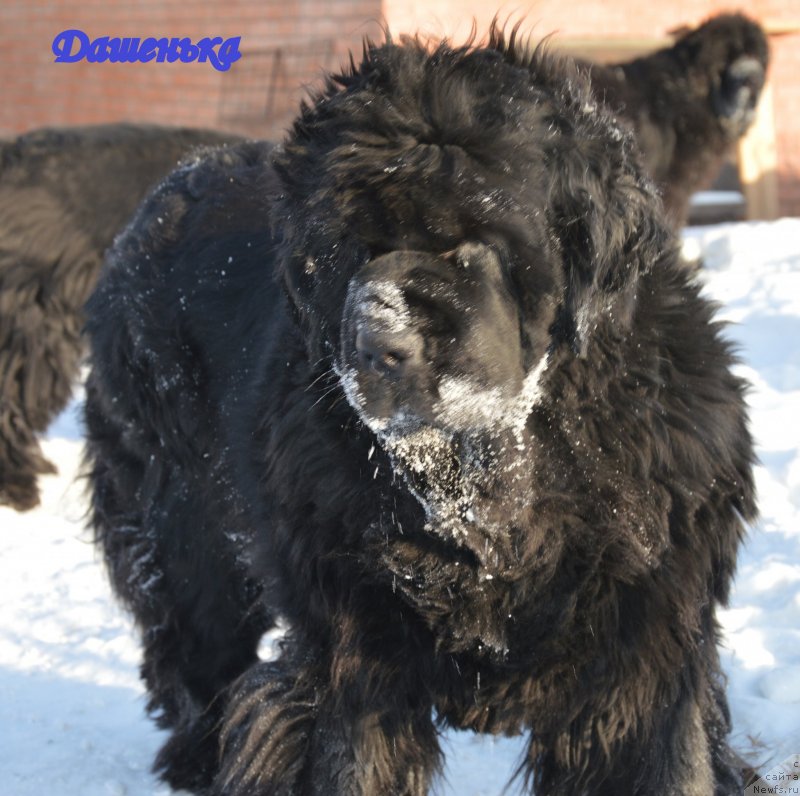 Фото: ньюфаундленд Супер Премиум Голд Кисс (Super Premium Gold Kis)