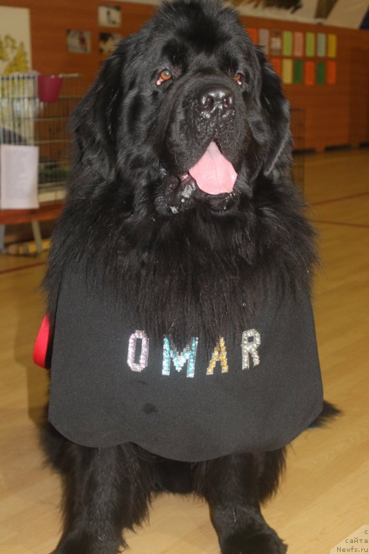 Фото: ньюфаундленд Омар Шериф