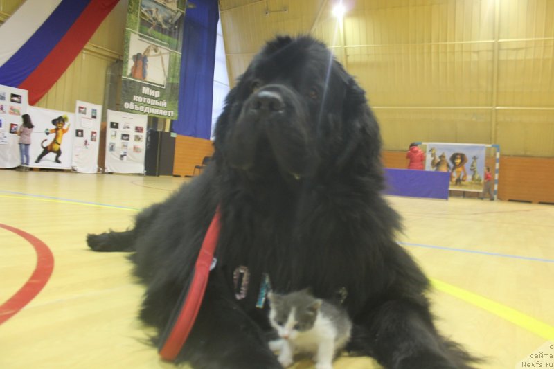 Фото: ньюфаундленд Омар Шериф