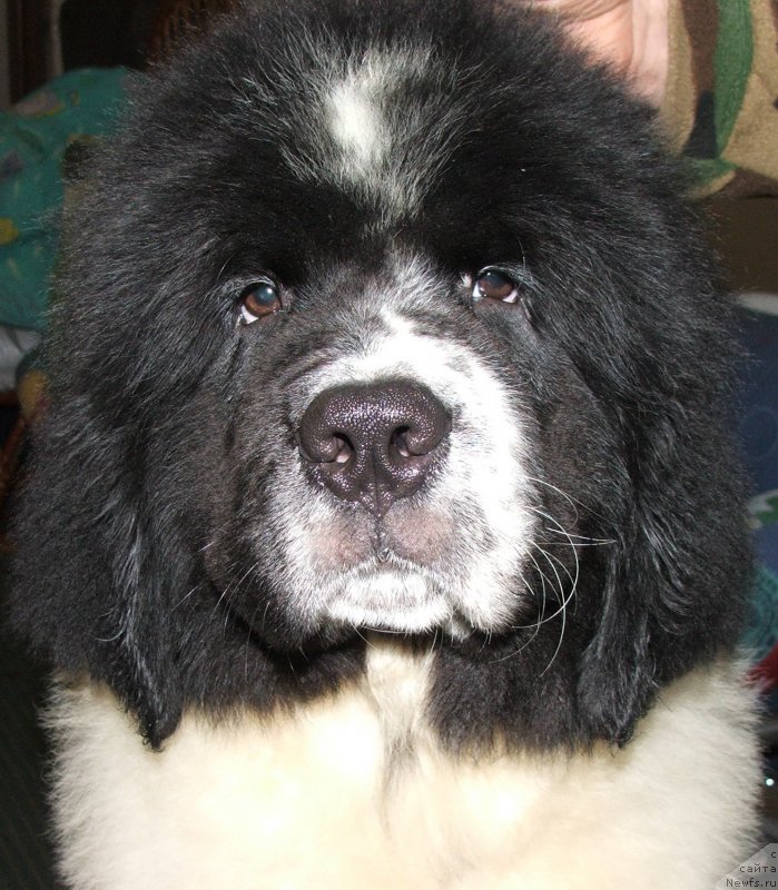 Фото: ньюфаундленд Плюшевая Панда Эвиан (Plushevaya Panda Evian)