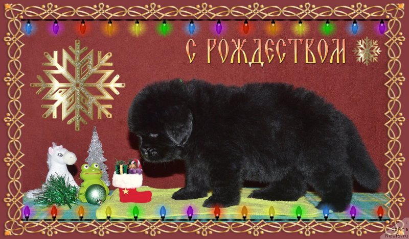 Фотография № 143154