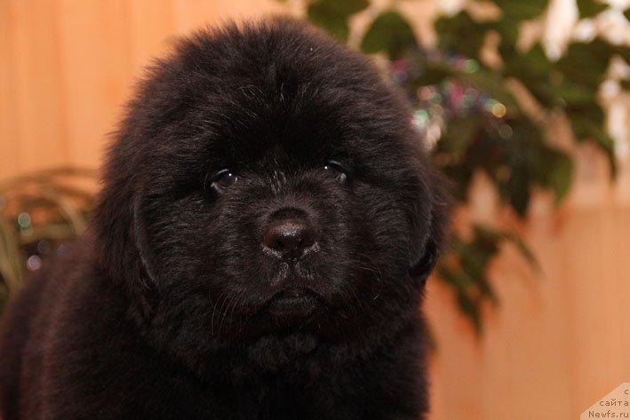 Фото: ньюфаундленд Эмиссар с Берега Дона (Emissar s Berega Dona)