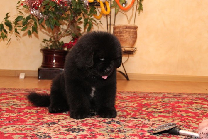 Фото: ньюфаундленд Эмиссар с Берега Дона (Emissar s Berega Dona)