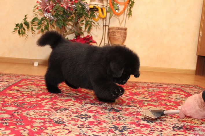 Фото: ньюфаундленд Эмиссар с Берега Дона (Emissar s Berega Dona)