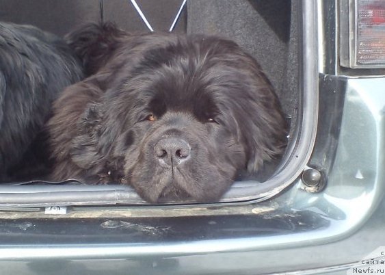 Фото: ньюфаундленд Большая Удача