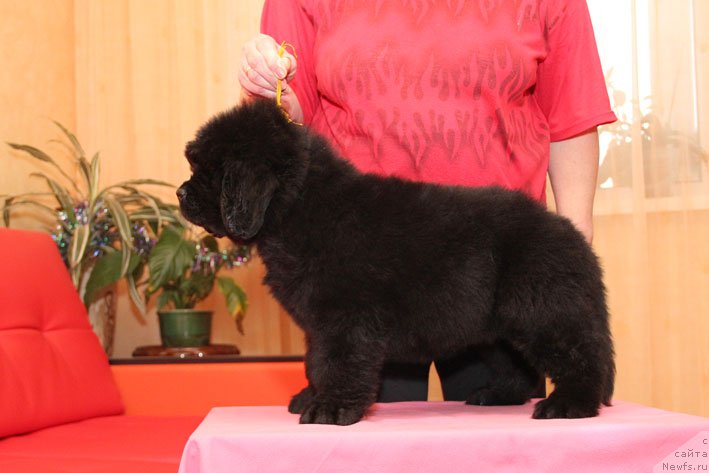 Фото: ньюфаундленд Эка Краля с Берега Дона (Eka Kralja s Berega Dona)