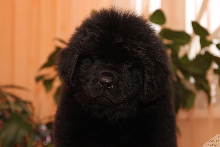 Фото: ньюфаундленд Эка Краля с Берега Дона (Eka Kralja s Berega Dona)