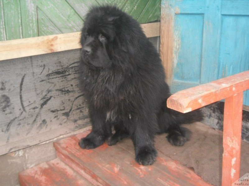 Фото: ньюфаундленд Beaming With Joy