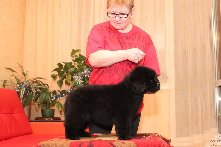 Фото: ньюфаундленд Эппл Блоссом с Берега Дона (Eppl Blossom s Berega Dona), Галина Артюшина