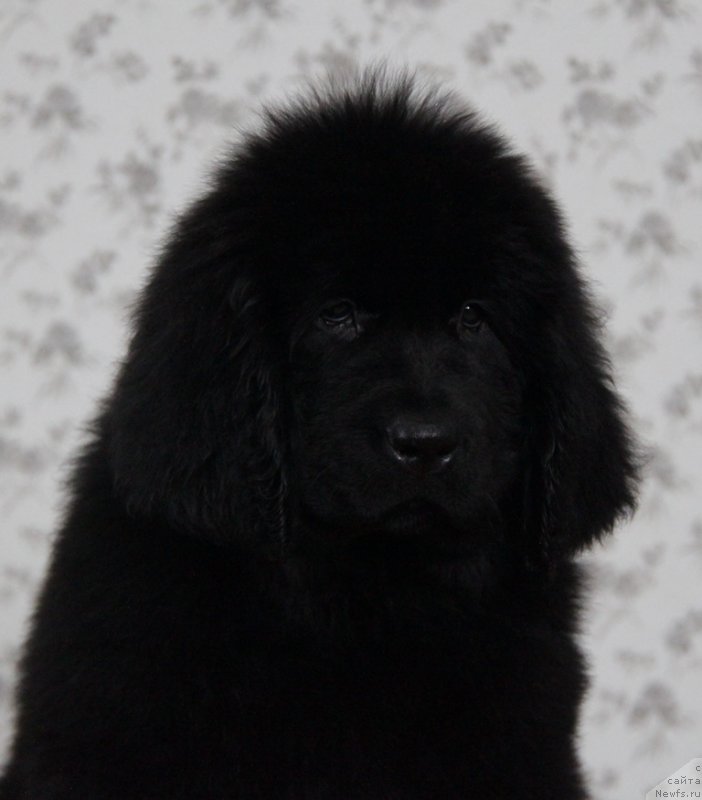 Фото: ньюфаундленд Аквиан Сонг Нормандия