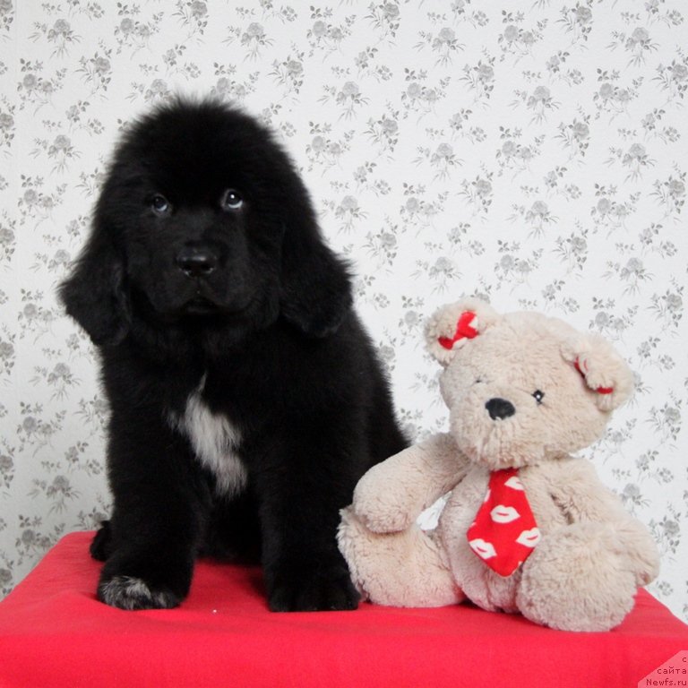 Фото: ньюфаундленд Аквиан Сонг Ниагара