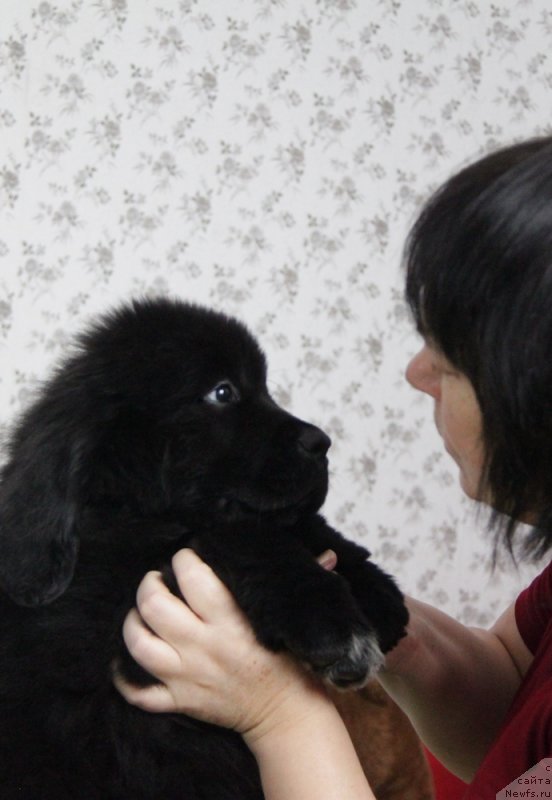 Фото: ньюфаундленд Аквиан Сонг Ниагара