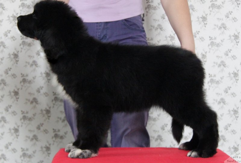 Фото: ньюфаундленд Аквиан Сонг Непоседа