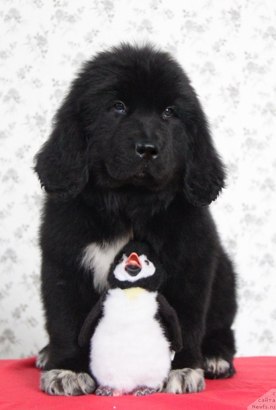 Фото: ньюфаундленд Аквиан Сонг Непоседа