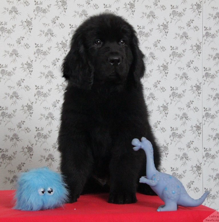 Фото: ньюфаундленд Аквиан Сонг Николас