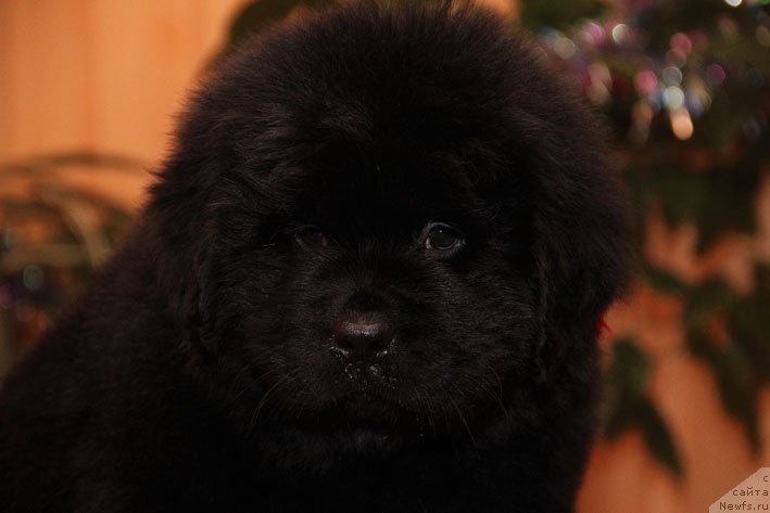 Фото: ньюфаундленд Эппл Блоссом с Берега Дона (Eppl Blossom s Berega Dona)