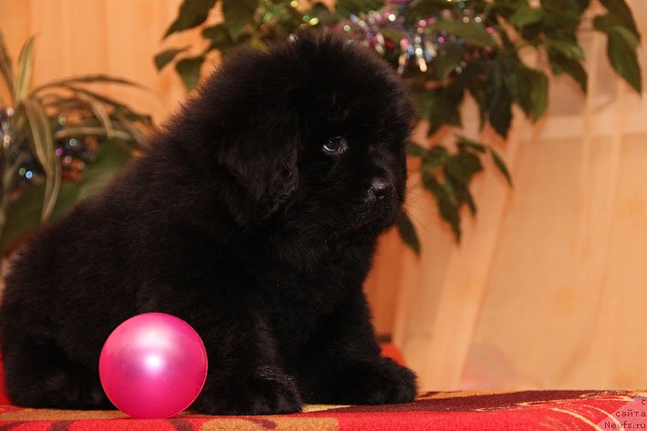 Фото: ньюфаундленд Эппл Блоссом с Берега Дона (Eppl Blossom s Berega Dona)