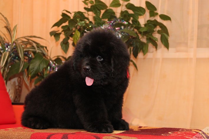 Фото: ньюфаундленд Эппл Блоссом с Берега Дона (Eppl Blossom s Berega Dona)