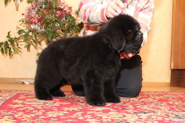 Фото: ньюфаундленд Эхо Москвы с Берега Дона (Eho Moskvy s Berega Dona)